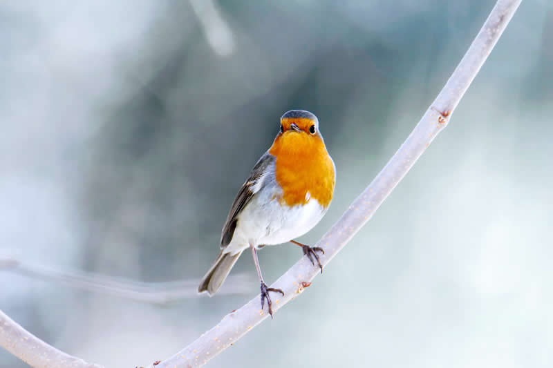 Pettirosso by Claudio Bonaccorsi, Italy - Academy Photo Awards 2026 Bird Winners