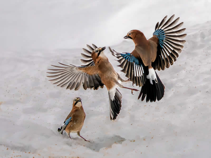 3rd Place Winner: Jays fighting with an audience by Jesse Cason, United Kingdom (UK) - Academy Photo Awards 2026 Bird Winners