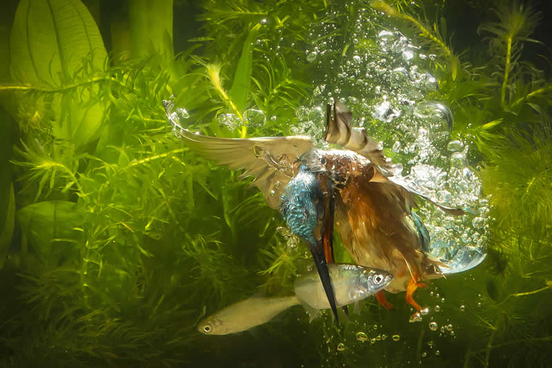Kingfisher by Antwan Janssen, Netherlands - Academy Photo Awards 2026 Bird Winners