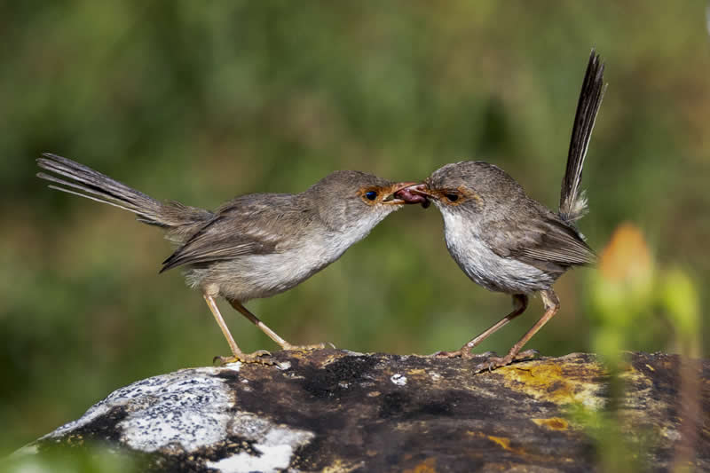 Sustenance by Heather Smith, Australia - Academy Photo Awards 2026 Bird Winners
