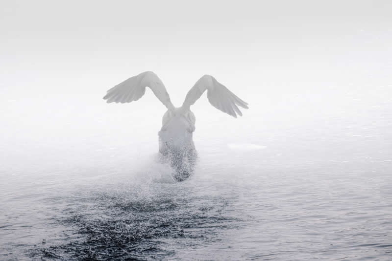 Between Worlds by Krzysztof Tollas, Poland - Academy Photo Awards 2026 Bird Winners