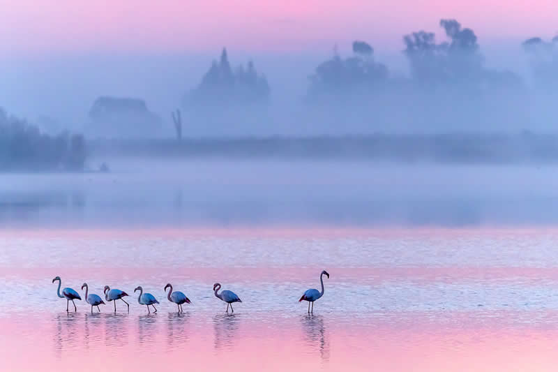 The individual by Håkan Liljenberg, Sweden - Academy Photo Awards 2026 Bird Winners