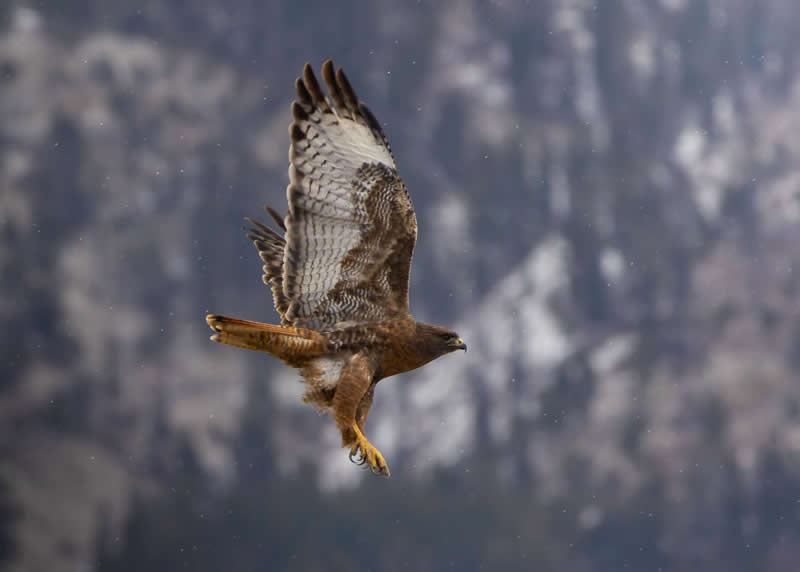 A hawk's winter flight by Sawyer Jones, United States (US) - Academy Photo Awards 2026 Bird Winners