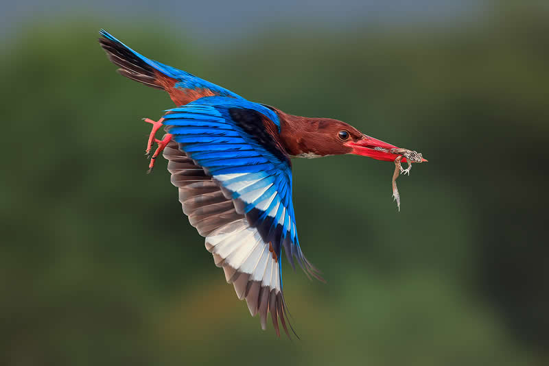 Kingfisher with a frog by Graeme Guy, Malaysia - Academy Photo Awards 2026 Bird Winners