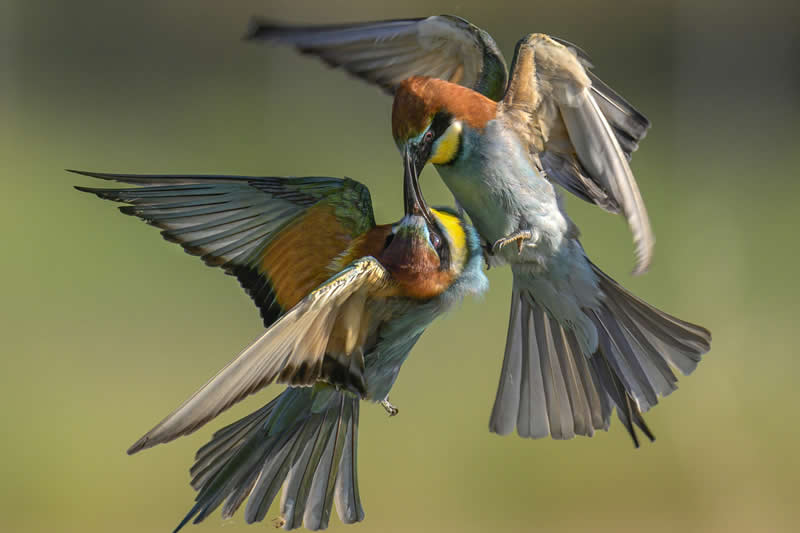 Duello Aereo by Luigi De Rosa, Italy - Academy Photo Awards 2026 Bird Winners