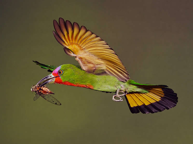Red-bearded Bee-eater by Graeme Guy, Malaysia - Academy Photo Awards 2026 Bird Winners