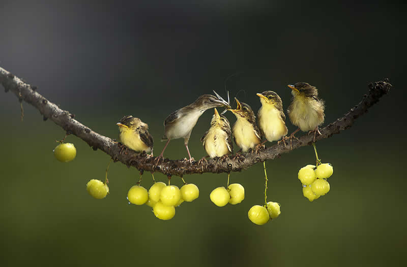 Mother's love by Dikye Ariani, Indonesia - Academy Photo Awards 2026 Bird Winners