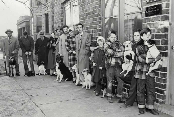 Frozen in Time: 38 Powerful Historical Photos That Bring Forgotten Moments Back to Life 59 In Chicago in 1954, owners lined up with their dogs in order to receive vaccines that had been ordered by the state in response to a rabies outbreak. Some 45,000 received shots