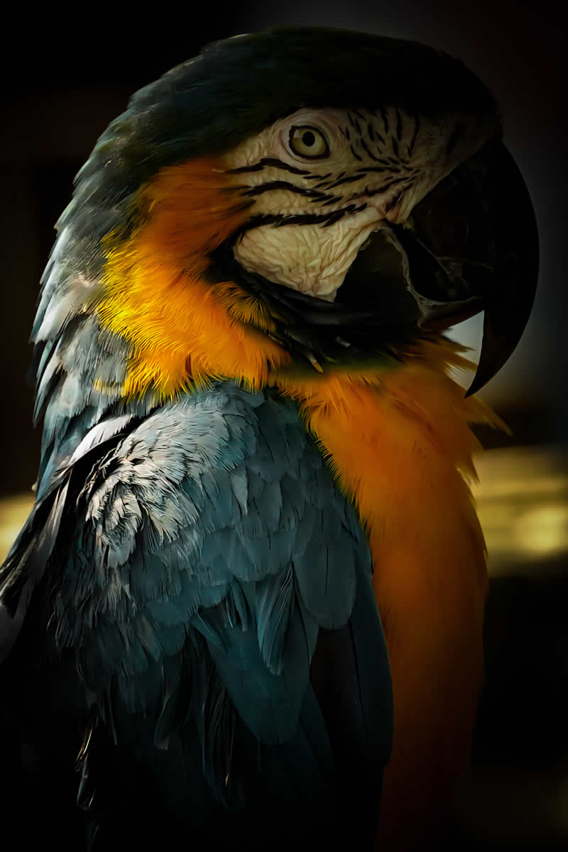 Gurushots Mostly Black Winners Photo Challenge