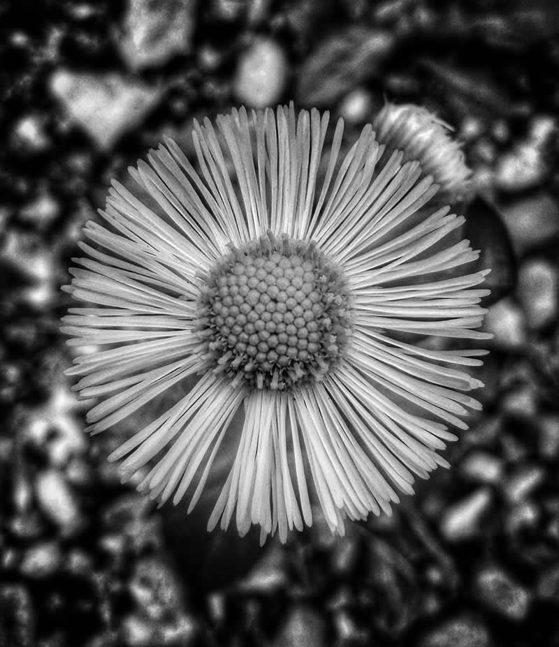 Gurushots Mostly Black Winners Photo Challenge