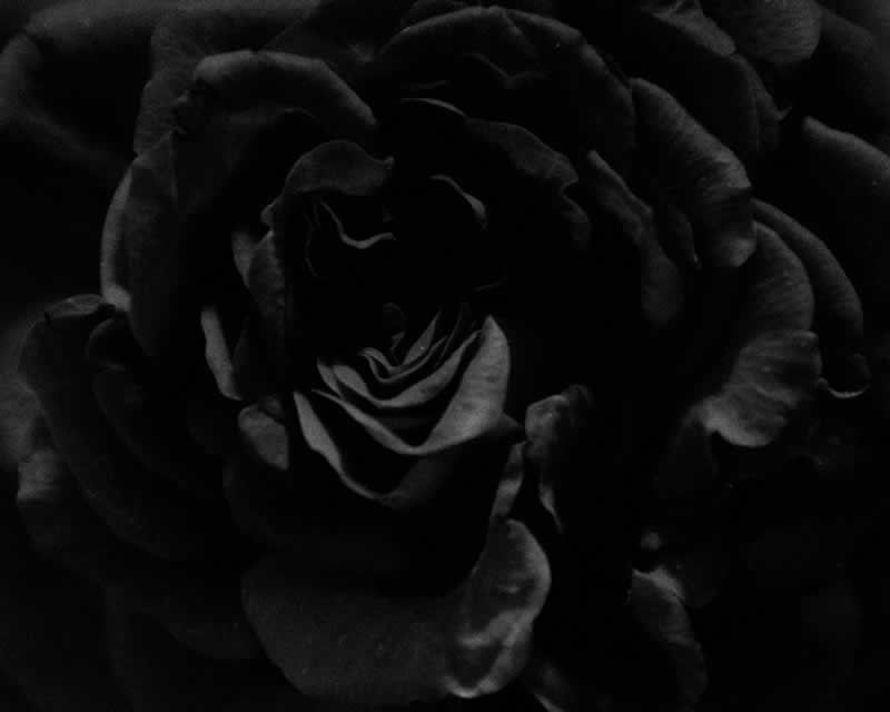 Gurushots Mostly Black Winners Photo Challenge