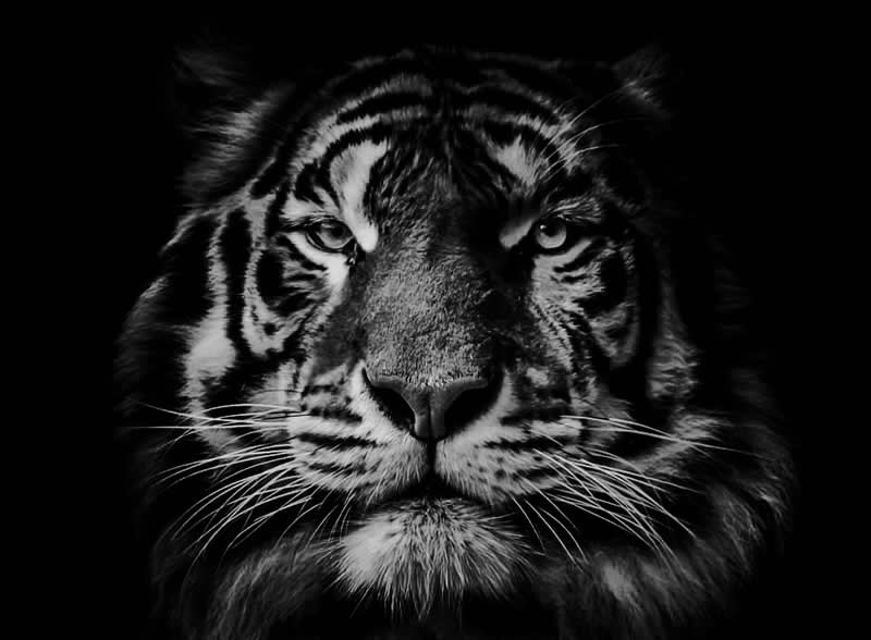 Gurushots Mostly Black Winners Photo Challenge