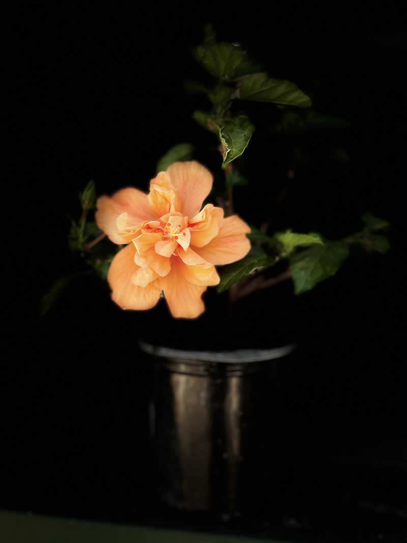 Gurushots Mostly Black Winners Photo Challenge