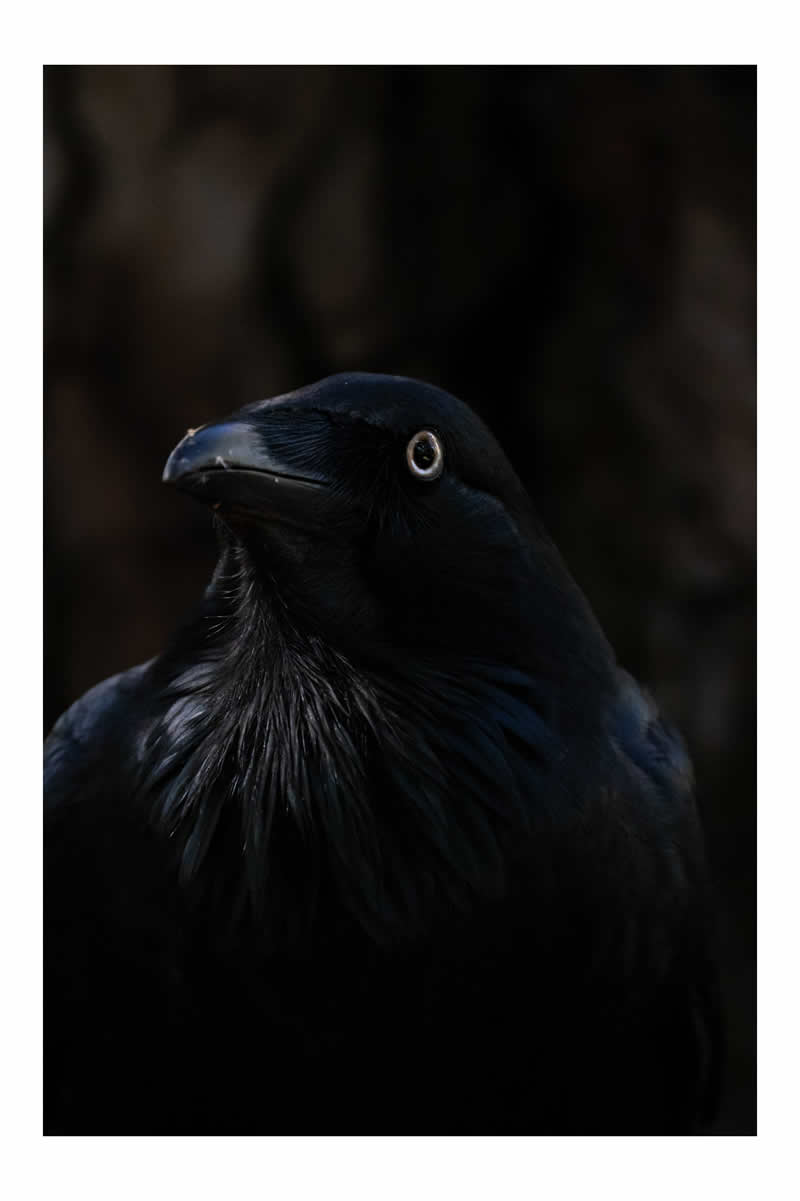 Gurushots Mostly Black Winners Photo Challenge