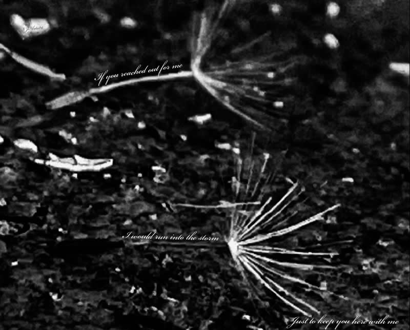 Gurushots Mostly Black Winners Photo Challenge