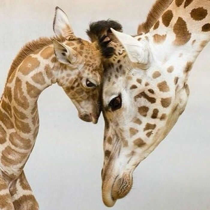 A baby giraffe leans its head lovingly against an adult giraffe, creating a sweet and intimate portrait of affection, comfort, and family bonding in the wild.