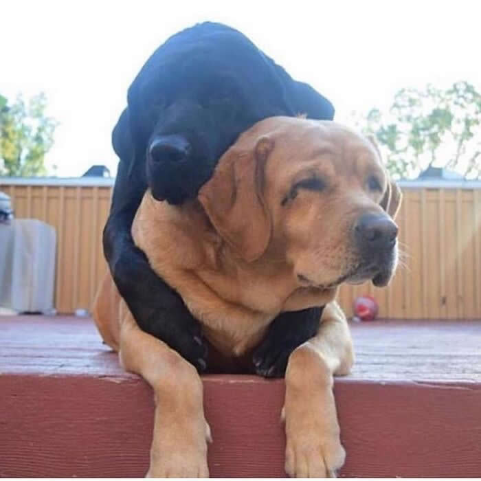 A black Labrador rests its head and wraps both front legs around a yellow Labrador from behind, creating a tender, soulful moment of comfort and quiet friendship on a wooden deck.