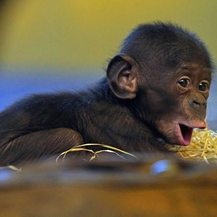 A baby chimpanzee lies on a bed of straw with its mouth open in a wide, surprised expression, looking full of curiosity, innocence, and playful energy.