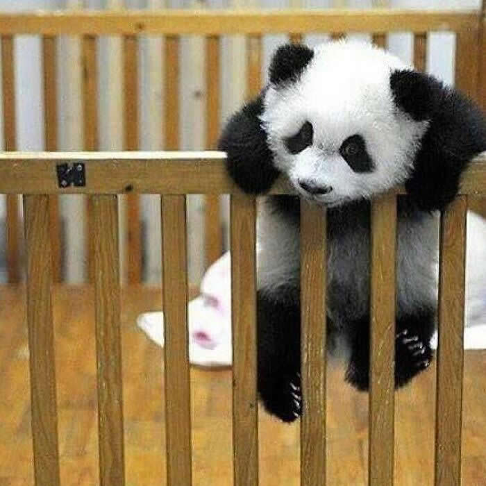 A fluffy baby panda hangs awkwardly over the wooden rails of its crib-like enclosure, with tiny paws dangling down in a ridiculously cute and sleepy moment.