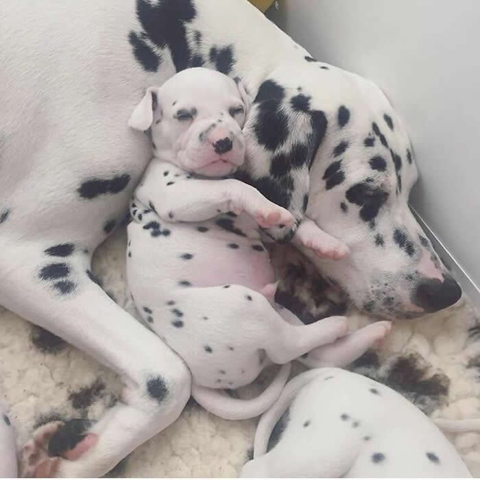 A sleepy Dalmatian puppy lies curled against its spotted mother, tucked safely in her embrace while another puppy rests nearby, creating a tender and comforting family moment.