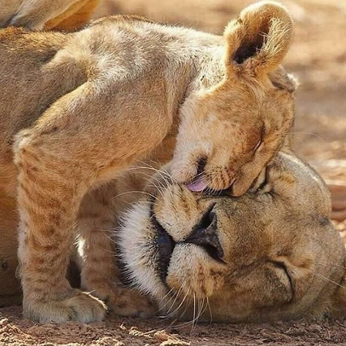A lion cub leans in to lick and cuddle against an adult lion’s face while the larger lion rests with eyes closed, capturing a deeply tender moment of love, trust, and comfort in the wild.