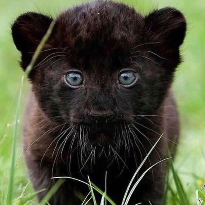 A black panther cub with striking pale blue eyes sits quietly in the grass, staring straight ahead with a mix of innocence, curiosity, and wild little wonder.