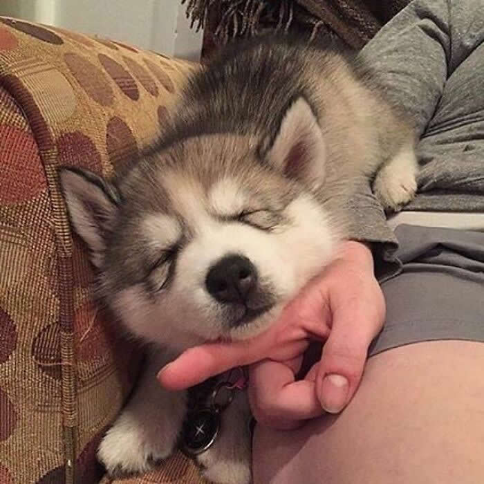 A fluffy husky puppy sleeps peacefully with its tiny face resting in a person’s hand, creating a soft and deeply comforting moment of trust, warmth, and pure affection.