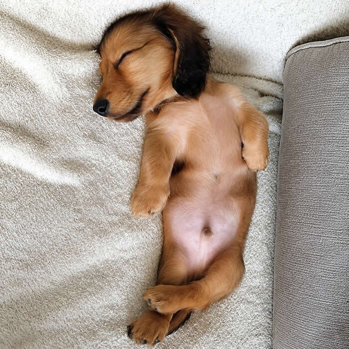 A tiny dachshund puppy sleeps on its back on a soft cream blanket, paws relaxed and belly exposed, looking completely peaceful, cozy, and impossibly adorable.