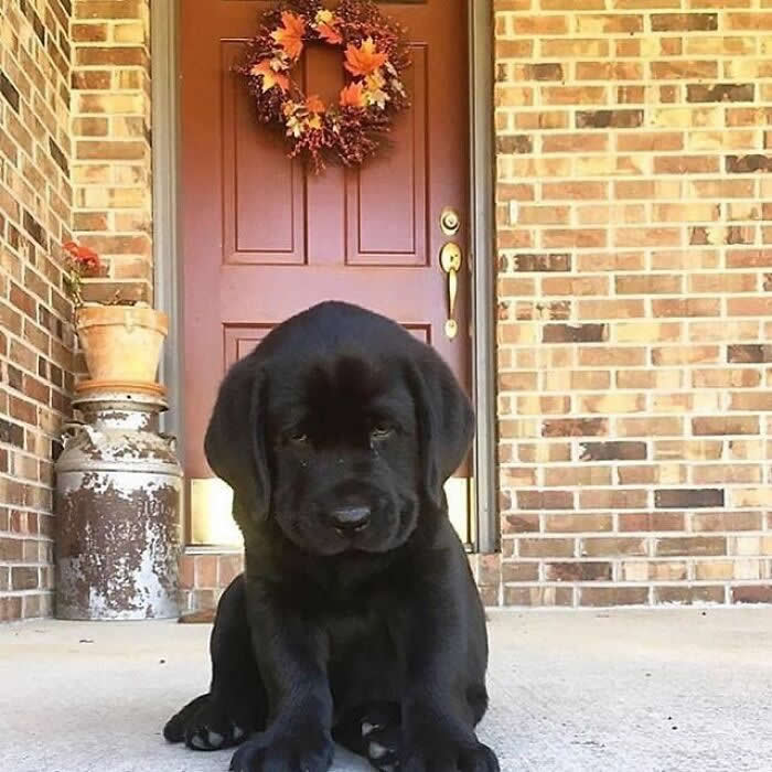 A chubby black Labrador puppy sits quietly on a front porch in front of a wooden door, looking slightly shy and incredibly adorable with its soft floppy ears and tiny paws.