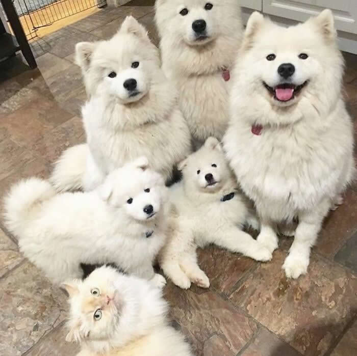 Four fluffy white Samoyed dogs and two Samoyed puppies pose together indoors while a wide-eyed cat sits at the front, creating a hilariously adorable family portrait full of fluff, charm, and chaos.
