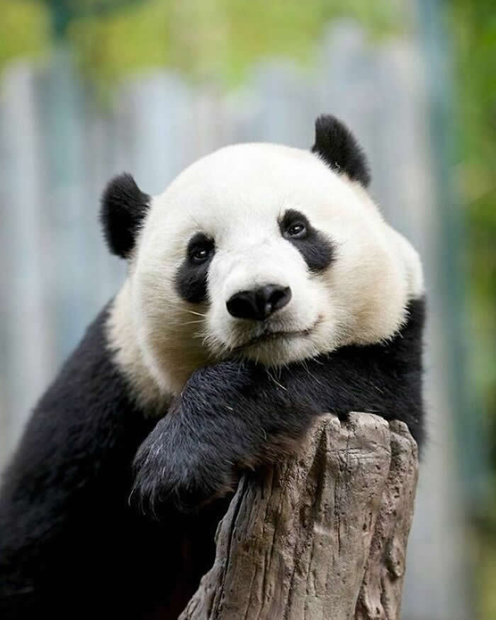 A giant panda rests its head gently on a tree stump, gazing softly toward the camera with a calm, dreamy expression against a blurred natural background.