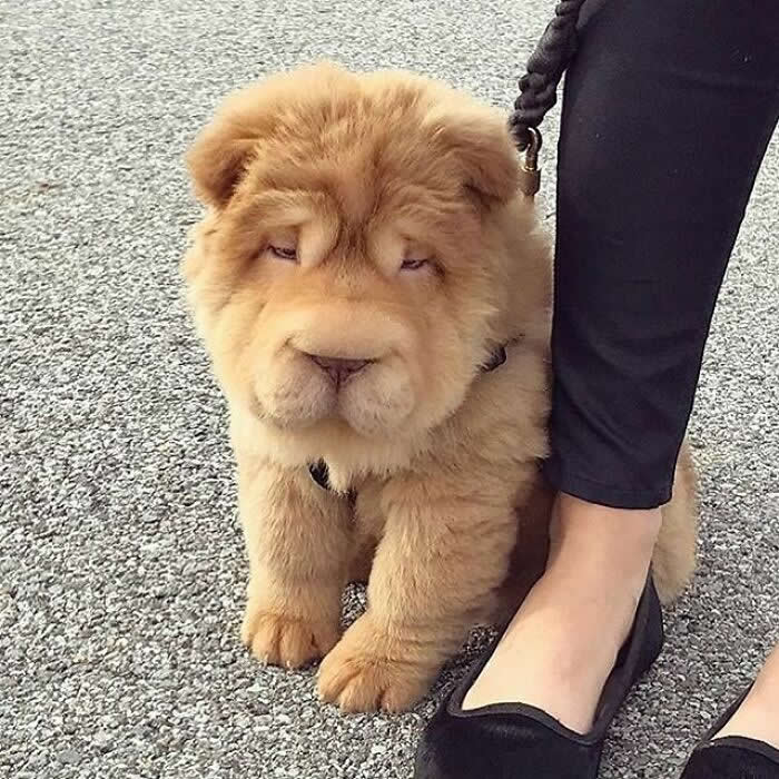 A fluffy tan Chow Chow puppy stands close against a person’s leg on a leash, looking sleepy and soulful with its soft wrinkled face, tiny paws, and teddy-bear-like fur.