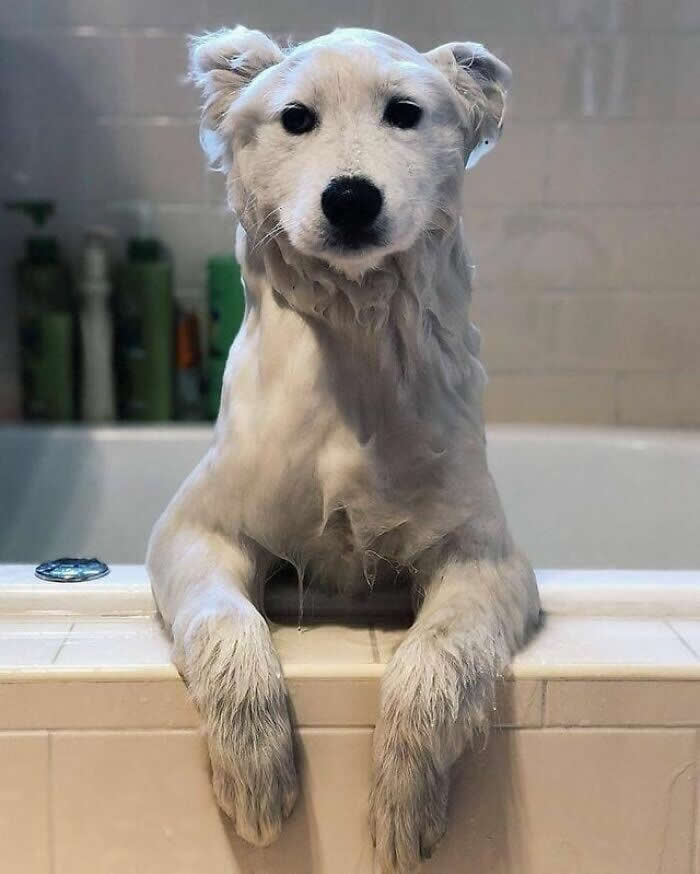 A wet white dog leans its front paws over the edge of a bathtub, staring calmly at the camera with a patient, slightly dramatic expression after what looks like a very serious bath.