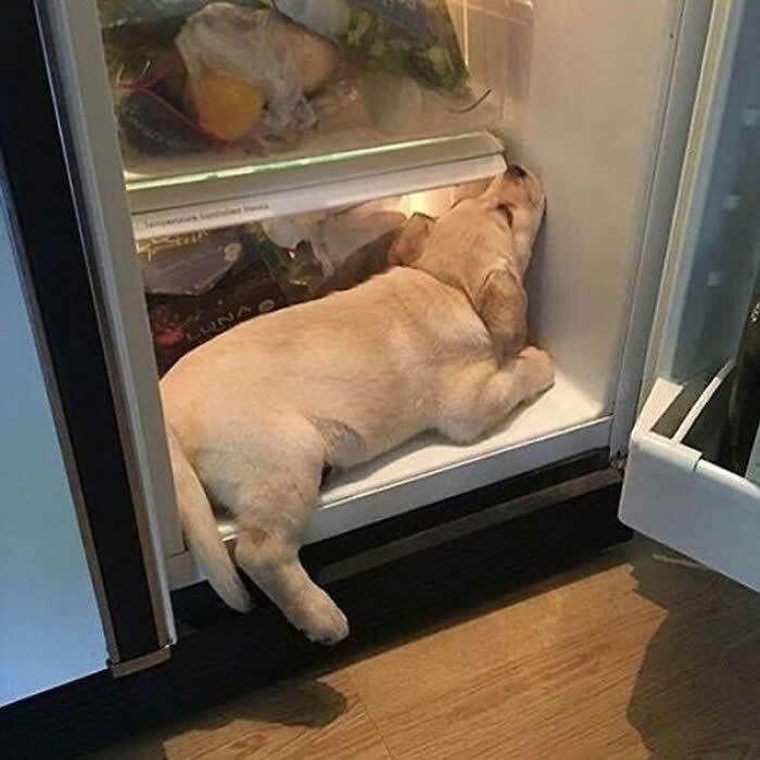 A sleepy yellow Labrador puppy has dozed off inside an open refrigerator, stretched out on the bottom shelf with its head resting against the side in a hilariously cozy moment.