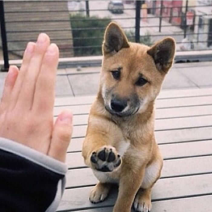 A small tan puppy sits on a wooden deck and gently lifts one paw toward a person’s raised hand, creating a sweet little high-five moment full of trust, curiosity, and heart-melting charm.