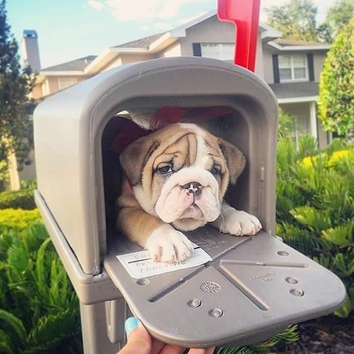 A wrinkly bulldog puppy sits inside an open mailbox with its tiny paws resting on the door flap, looking adorably serious as if it’s waiting to deliver a letter full of cuddles.