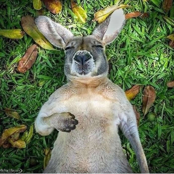 A kangaroo lies on its back in the grass with eyes closed and one paw resting on its chest, looking completely relaxed and blissfully content in a calm, sunlit moment.