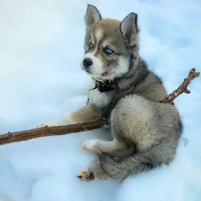 A fluffy husky puppy with icy blue eyes sits in the snow beside a long stick, looking back over its shoulder with a curious, adventurous expression in a soft winter scene.