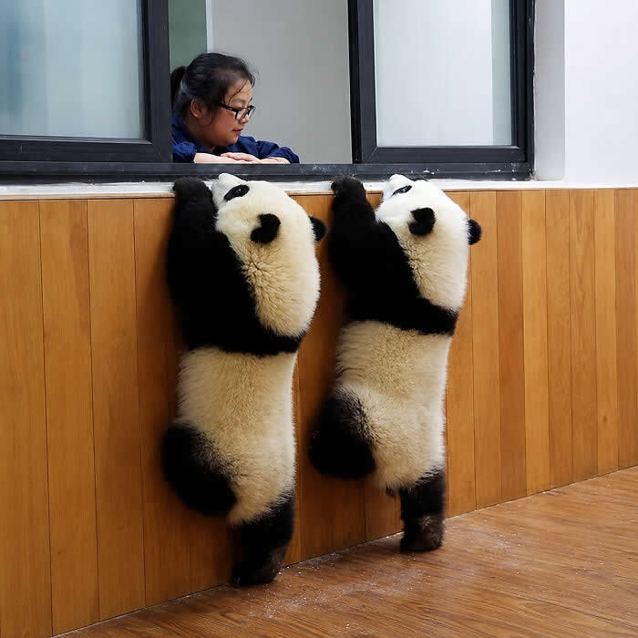 Two fluffy giant panda cubs stand on their hind legs against a wooden wall, stretching their paws up toward a woman leaning from a window, creating a playful and heart-melting moment of curiosity and affection.