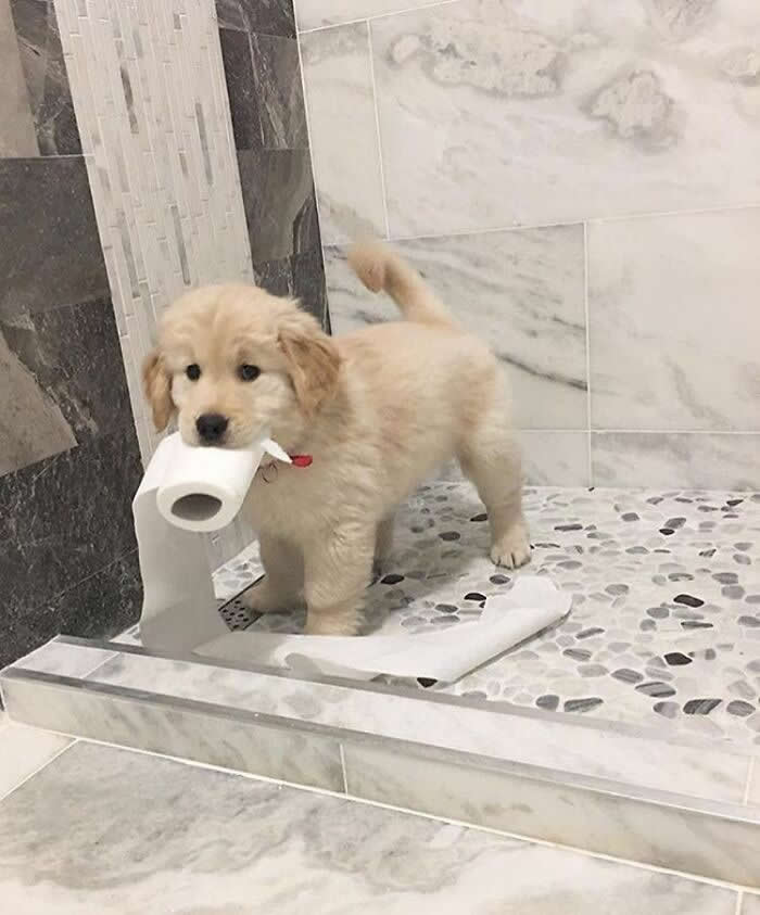 A fluffy golden retriever puppy stands in a shower stall holding a roll of toilet paper in its mouth, looking innocent despite the paper trailing across the floor in a hilariously cute moment.