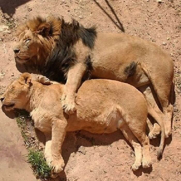 A male lion lounges in the sun with one paw draped protectively over a sleeping lioness, creating a surprisingly tender and affectionate moment of comfort in the wild.