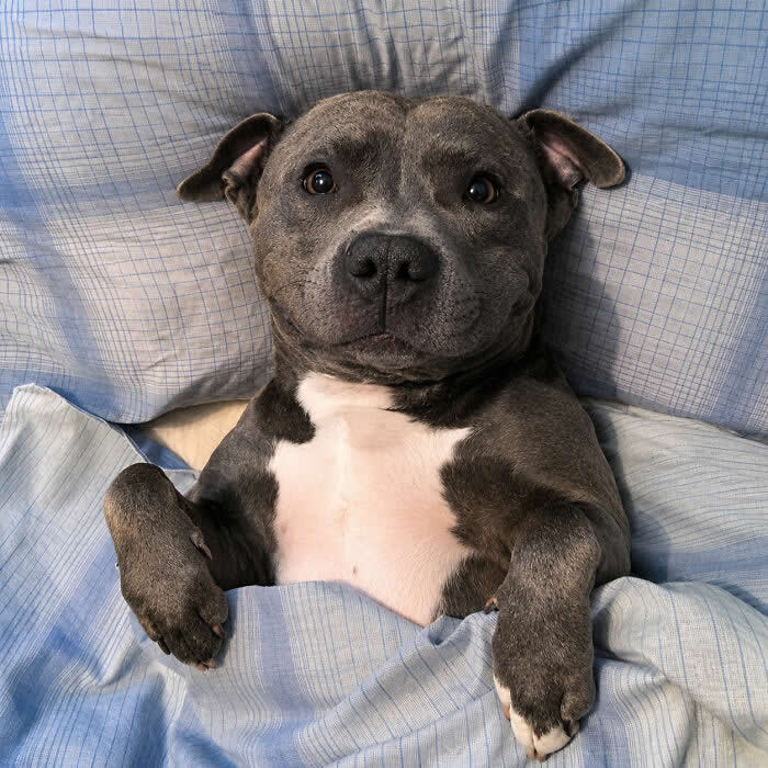 A gray-and-white dog lies tucked under a blue blanket like a person in bed, staring up with wide gentle eyes and a calm, cozy expression that makes the whole scene feel sweet and comforting.