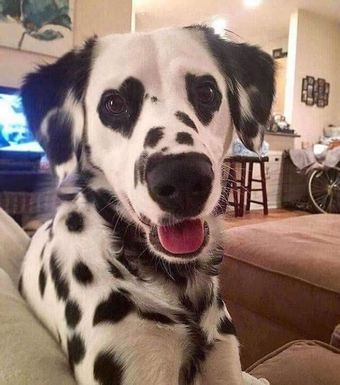 A happy Dalmatian sits indoors looking straight at the camera, its face covered in playful black spots and its mouth slightly open in a bright, cheerful expression.
