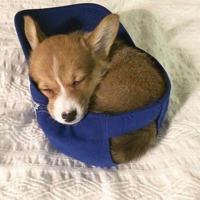 A sleepy corgi puppy is curled up inside a blue baseball cap on a white bed, resting its tiny face on the edge like the coziest little nest in the world.