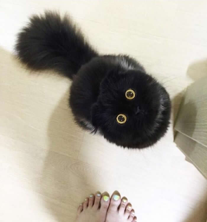 A fluffy black kitten with huge round golden eyes looks straight up at the camera, its oversized tail stretched behind it, creating a magical little moment of curiosity and pure cuteness.