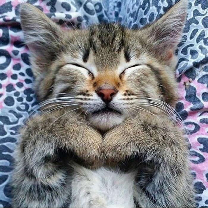 A tabby kitten lies on its back with eyes closed and tiny paws tucked under its chin, wearing the sweetest sleepy smile against a patterned blanket.