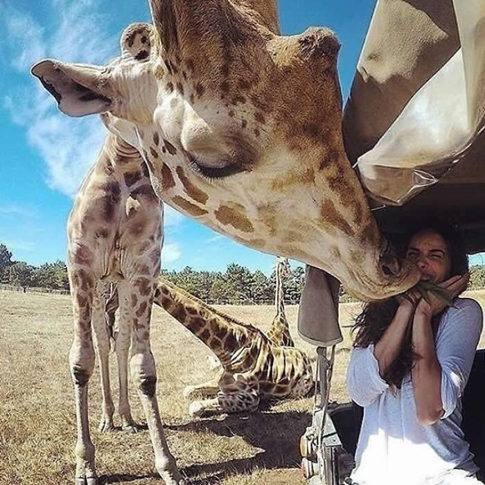 A giraffe leans down and nuzzles a woman’s face while she smiles under a shaded structure, creating a sweet and unforgettable moment of trust, affection, and gentle connection.