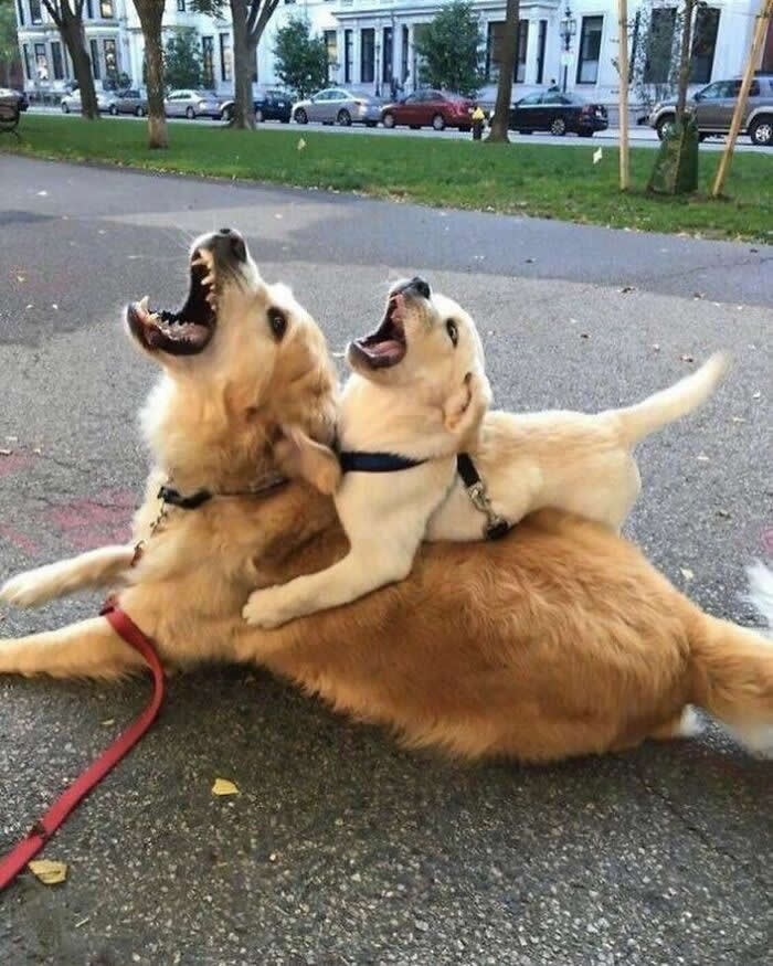 A golden retriever lies on the pavement while a playful Labrador puppy climbs on its back, both looking upward with wide-open mouths in a joyful, perfectly synchronized moment.