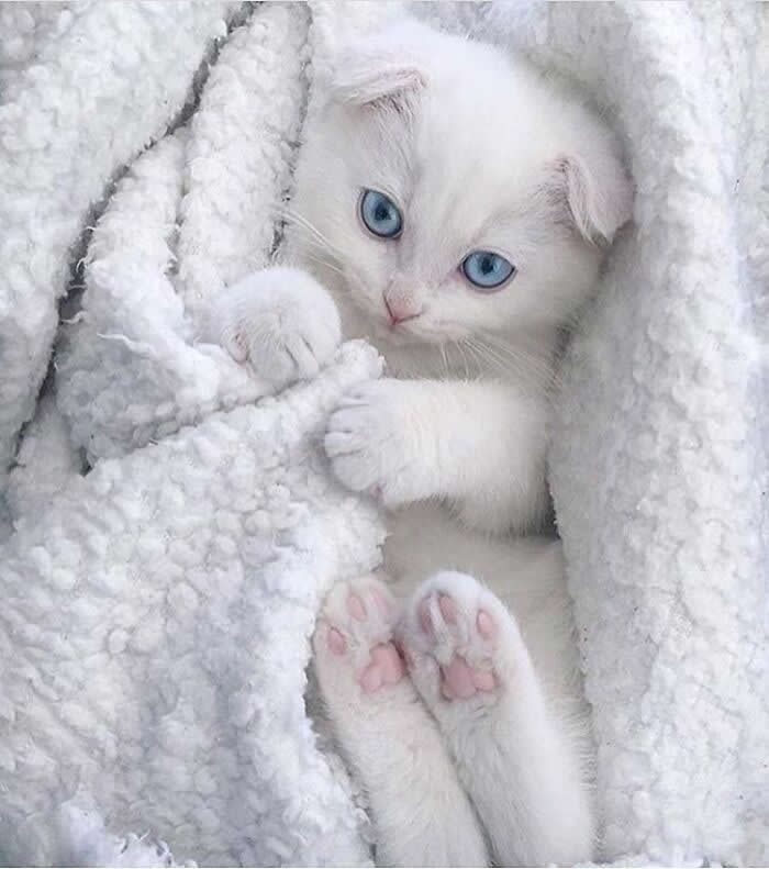 A tiny white kitten with bright blue eyes peeks out from a soft fluffy blanket, showing its pink paw pads and curled little feet in an irresistibly cozy and heart-melting pose.