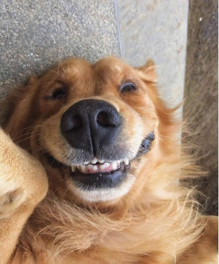A golden retriever lies on its back with a hilariously wide, toothy grin, looking straight at the camera with pure goofy happiness and irresistible charm.